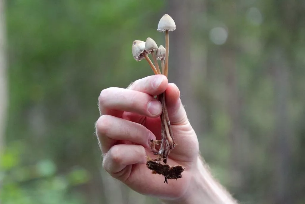 holding mushroom