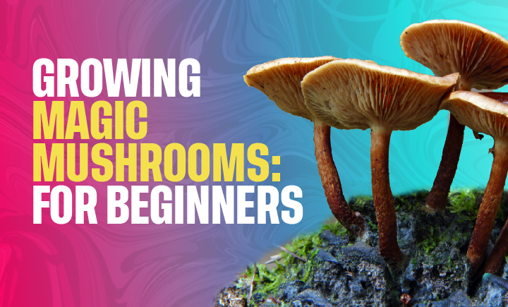 growing magic mushrooms for beginners