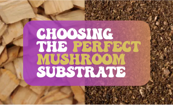 choosing the perfect mushroom substrate