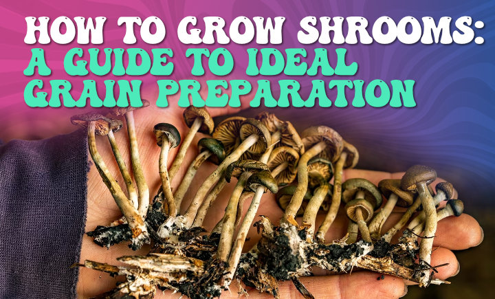 how to grow shrooms a guide to ideal grain preparation