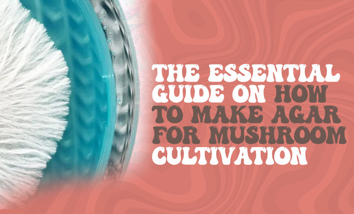 the essential guide on how to make agar for mushroom