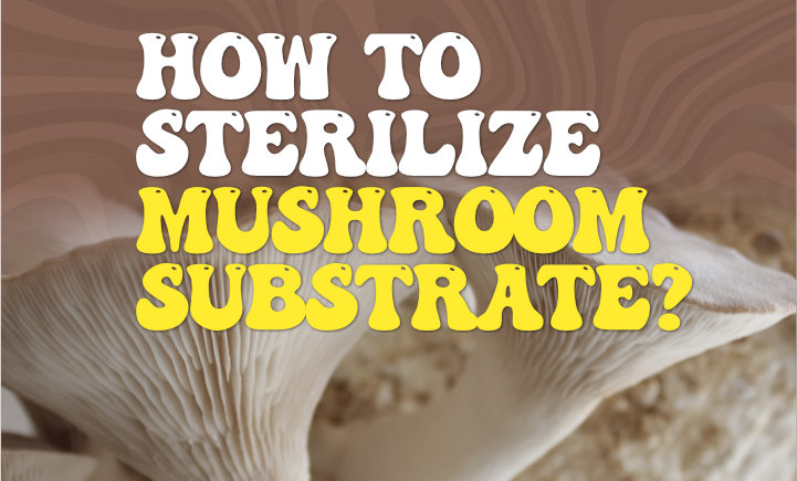 how to sterilize mushroom substrate