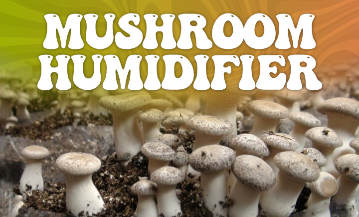 mushroom humidifier