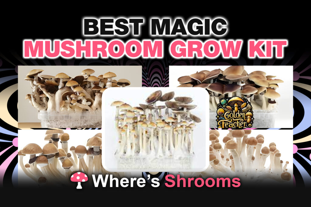 best magic mushroom grow kit