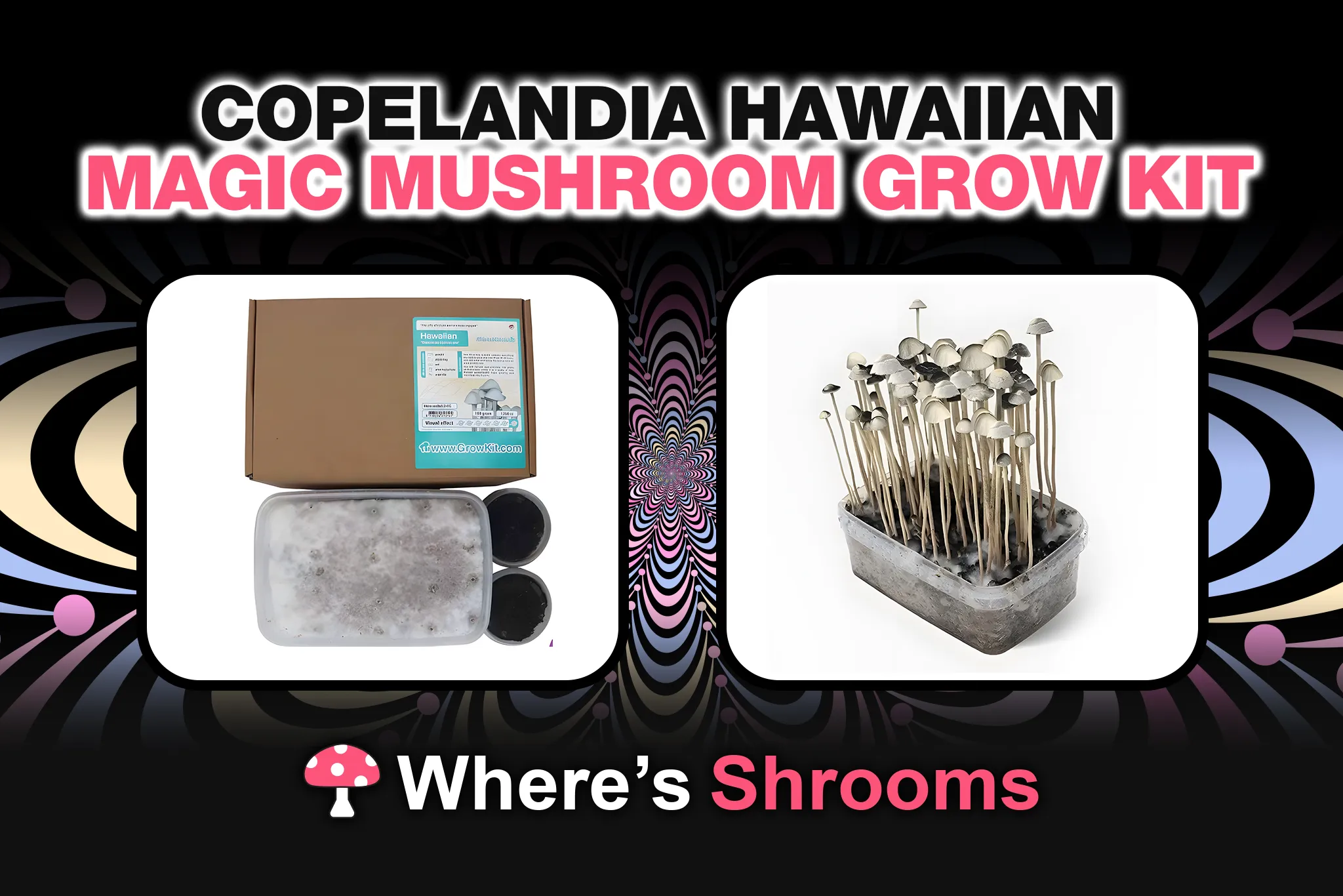 copelandia hawaiian magic mushroom grow kit