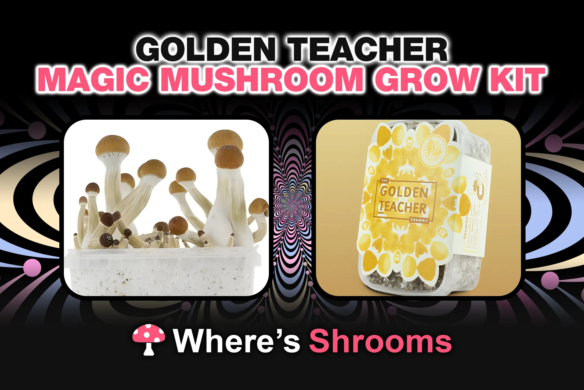 golden teacher magic mushroom grow kit