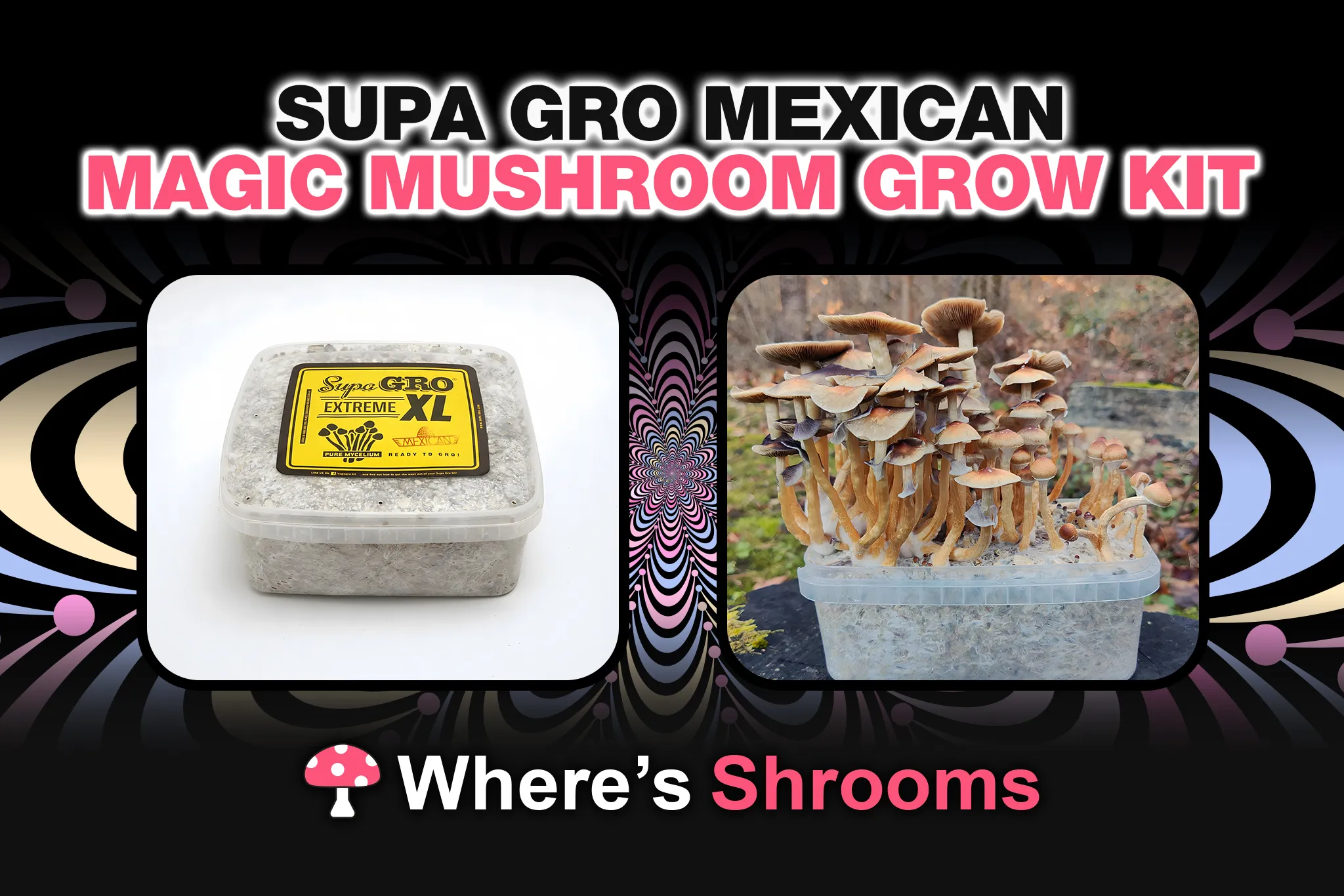 supa grow mexican magic mushroom grow kit